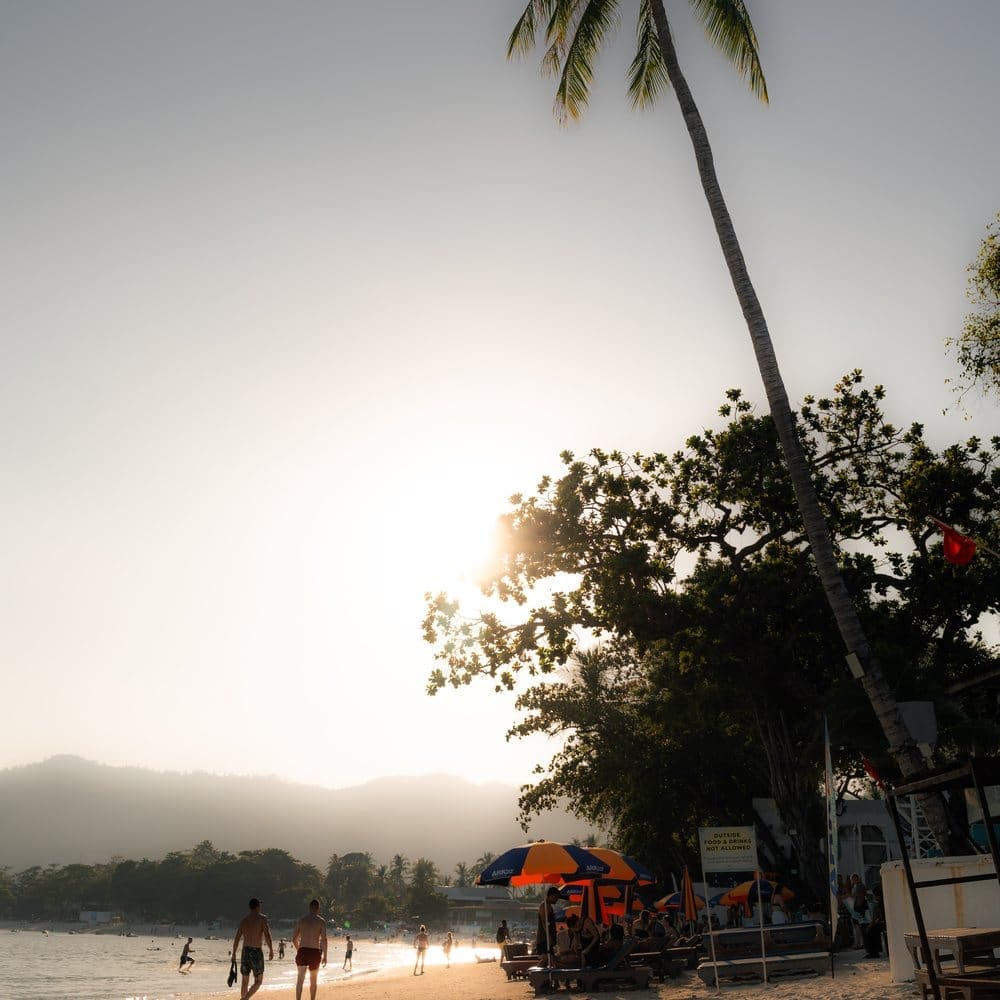 A tall palm tree against the low sun on Chaweng Beach